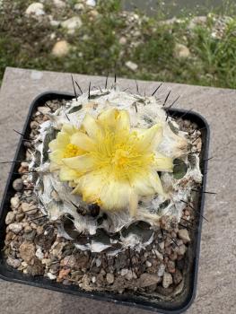 Copiapoa hypogaea